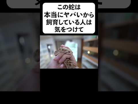 この蛇は本当にヤバいから飼育している人は気をつけて＃shorts(YouTube)