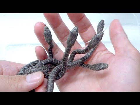 孵化したてのアオダイショウの赤ちゃんたちがかわいすぎる(YouTube)