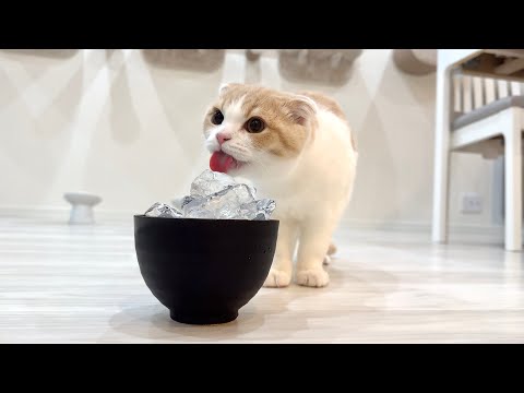 生まれて初めて子猫が氷を舐めたら冷たすぎてこうなっちゃいました…(YouTube)