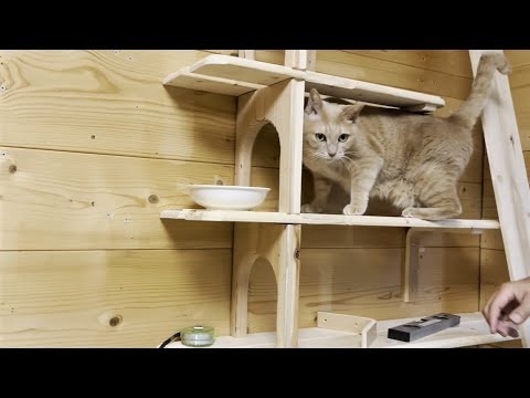 今回の猫部屋のDIY改装、大失敗かもしれない(YouTube)