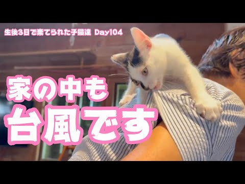 家の中でも台風が吹き荒れてます 生後3日で棄てられた子猫達 Day104(YouTube)