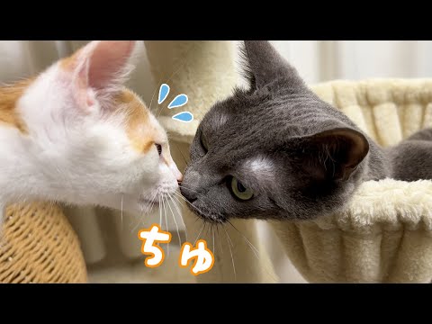 繊細な先住猫と子猫がちょっとずつ距離を縮めています…！(YouTube)