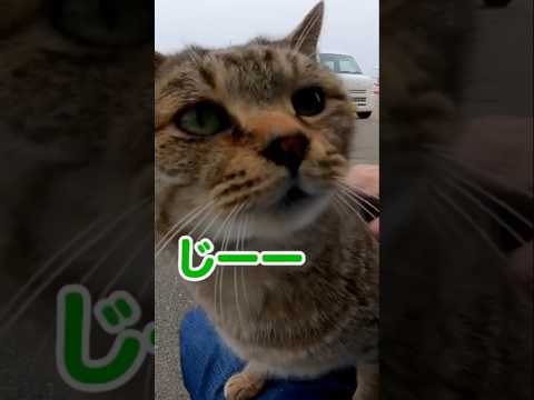 撫でるとすぐに膝に乗って甘えてくる猫#shorts(YouTube)