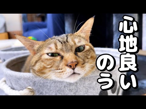 昔バズった「猫転送装置」を作ってみると転送されないだと…！？(YouTube)