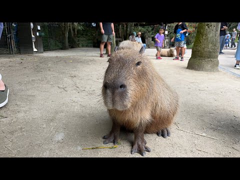 カピバラスイカ最終回(YouTube)