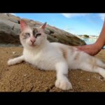 美猫が砂浜でゴロンゴロンと転がって、岩場のお家へ帰っていく(YouTube)
