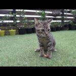 いつものお兄ちゃんじゃないと警戒心を抱く子猫(YouTube)