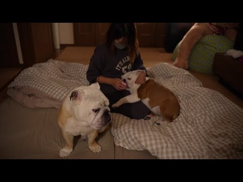 寝る前の歯磨きが気持ち良すぎてウトウトする妹犬と、ママをとられた事にちょっぴり嫉妬する兄犬が可愛すぎた！(YouTube)