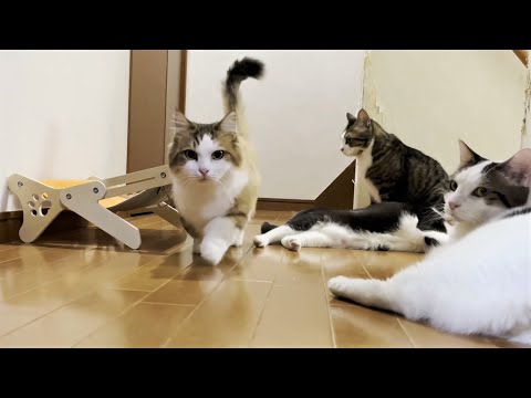 自分の名前を間違えない賢い猫集団(YouTube)