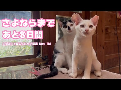 さよならまであと8日 生後3日で棄てられた子猫達 Day112 Last 8 days(YouTube)