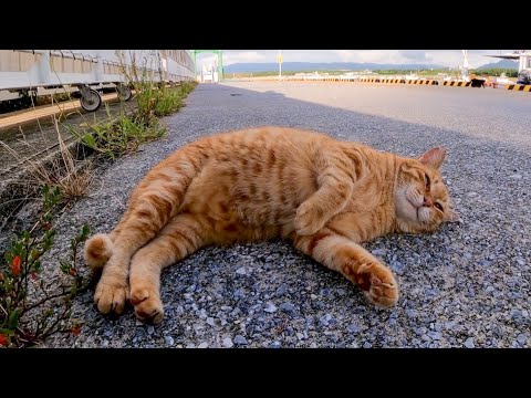 えびフライ猫(YouTube)