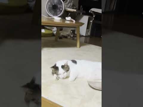 「落ちる夢、見たわ！」な猫 #豆大福 #ひのき猫 #猫(YouTube)