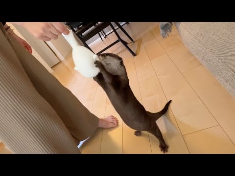 ジャーキーが入った丈夫な風船をカワウソに渡した結果、飼い主がやらかした I gave the otter a sturdy balloon filled with jerky.(YouTube)