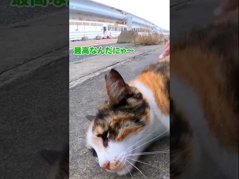 触って〜！とアピールする猫が可愛すぎる#shorts(YouTube)