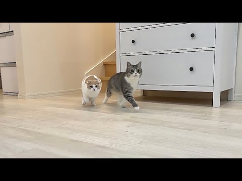 猫たちを呼んだら何秒で来てくれるか測ってみたらすごすぎましたwww(YouTube)