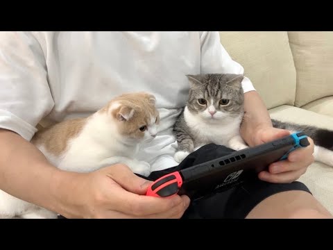 ゲームしていると膝に集まって来る猫たちがかわいすぎました…笑(YouTube)