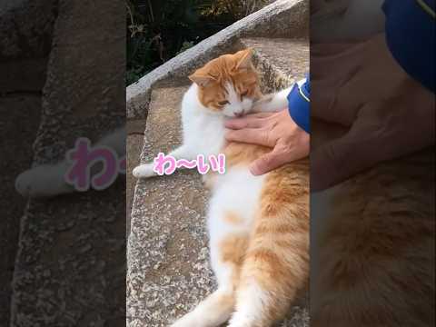 必殺技が1パターンだけど可愛すぎる猫#shorts(YouTube)