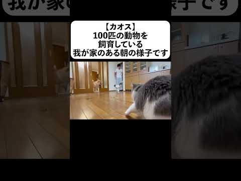 【カオス】100匹の動物を飼育している我が家のある朝の様子です#shorts(YouTube)