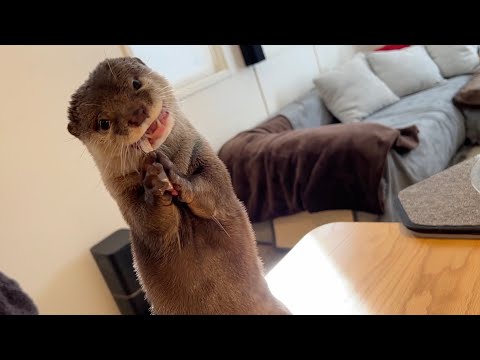 カワウソさくらのバクバク食事シーン集！！ A collection of otter Sakura’s eating scenes!(YouTube)