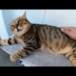 三匹のキジトラ猫が島のレストランの前で気持ちよさそうにお昼寝する(YouTube)