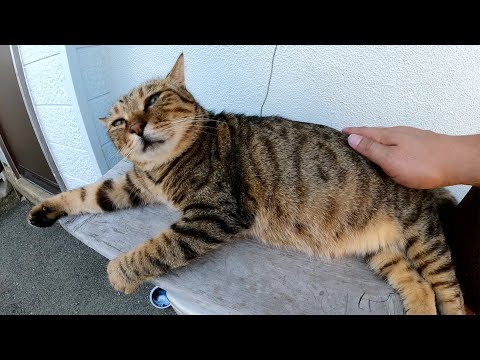 三匹のキジトラ猫が島のレストランの前で気持ちよさそうにお昼寝する(YouTube)