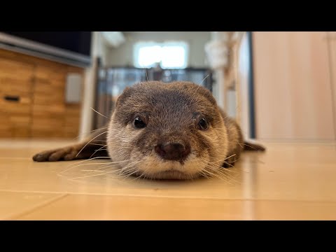 疲れすぎたのか床でアイスのように溶けて寝るカワウソ Otter too tired, melting like ice cream on the floor(YouTube)