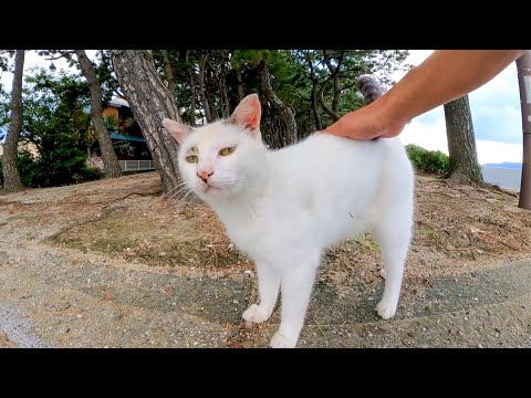 海辺の道に座ると猫がモフられにやってきた(YouTube)