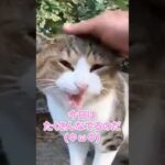 びっくりしたけど撫でられて喜ぶ猫#shortsvideo(YouTube)