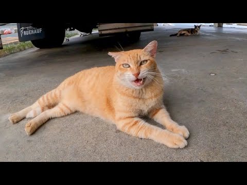 トラックの下にいた猫に近づくと何か話し掛けてきた(YouTube)
