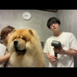 あにまるず Animals がライブ配信します！(YouTube)