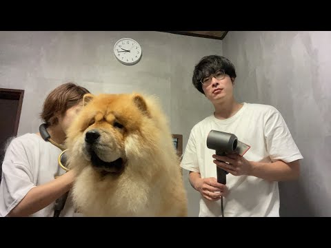 あにまるず Animals がライブ配信します！(YouTube)