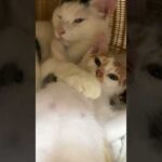 人間みたいになってきた子猫w #shorts(YouTube)