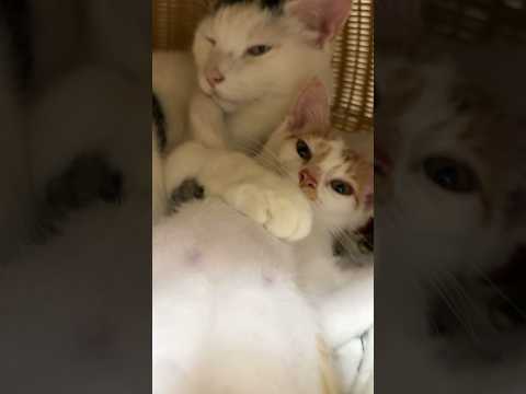 人間みたいになってきた子猫w #shorts(YouTube)