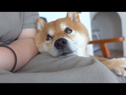 ママが大好きすぎて柴犬は子猫に嫉妬したようです。(YouTube)