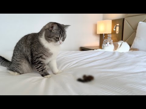 トイレに間に合わずホテルのベッドでうんちを漏らした猫がこうなっちゃいました…(YouTube)