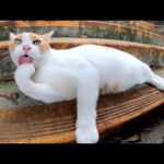 コロコロと太った茶シロ猫がお腹を丸出しにして甘えてきた(YouTube)