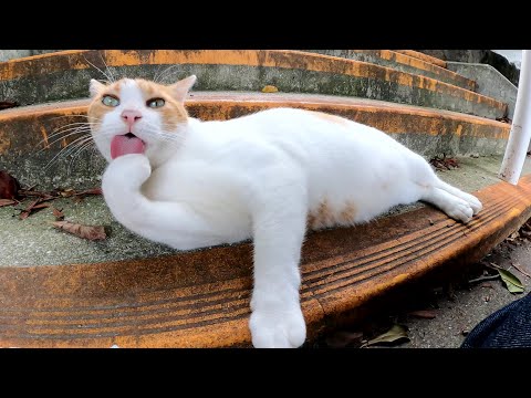 コロコロと太った茶シロ猫がお腹を丸出しにして甘えてきた(YouTube)