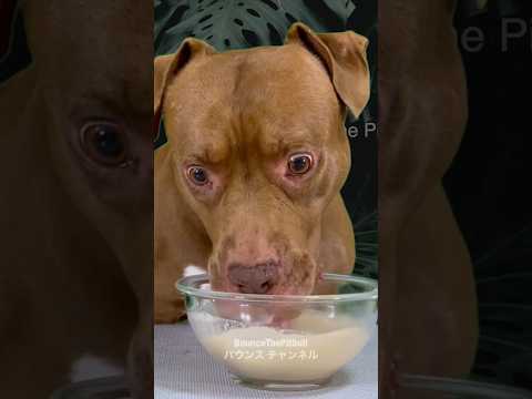 自家製スープを真剣に飲む犬 #asmr(YouTube)