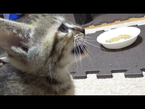 【R村の歴史】子猫のお昼ご飯！美味しすぎて鳴き声が漏れてしまうキジトラ子猫が可愛い…笑(YouTube)