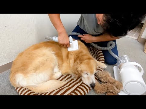 愛犬に癒しグッズを使ったら、一瞬でとろけました(YouTube)