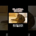 寂しいと💩見せつけちゃう猫さん #shorts(YouTube)