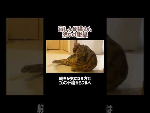 寂しいと💩見せつけちゃう猫さん #shorts(YouTube)