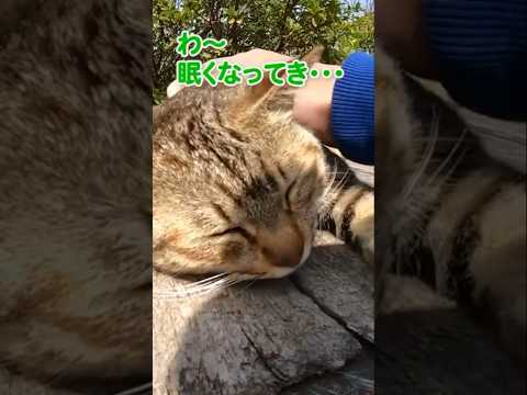 もっと撫でてほしいにゃ〜！#shorts(YouTube)