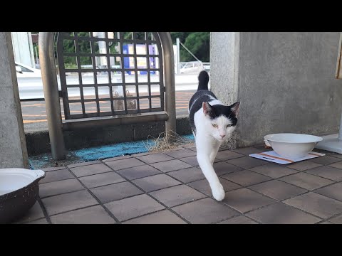 感動猫動画 のライブ配信(YouTube)