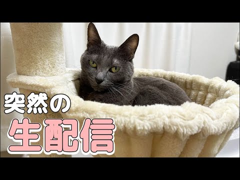 突然のお昼生配信😺(YouTube)