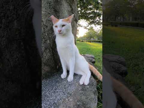 猫をサボって楽な姿勢で座る茶シロ猫 #猫 #野良猫 #野郎が撮った猫動画(YouTube)