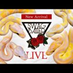 SWAG Ballerの新入荷生体を見る！(YouTube)