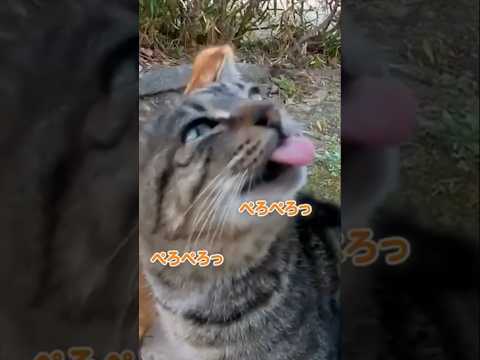 撫で撫でが気持ち良い猫の反応が可愛すぎる#shorts(YouTube)