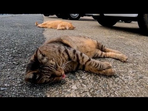 猫島の道路脇に落ちてる猫(YouTube)