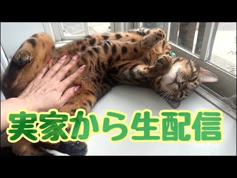 【ランチ生配信】実家から猫10匹による生配信📹(YouTube)